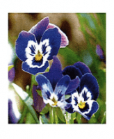 Avenirtel | voyant Violette